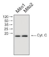 Cyt c | Cytochrome c in the group Antibodies Plant/Algal / Mitochondria | Respiration at Agrisera AB (Antibodies for research) (AS08 343A)